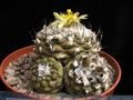 Copiapoa hypogaea